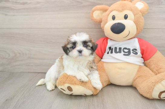 BAILEY, a Teddy Bear littermate