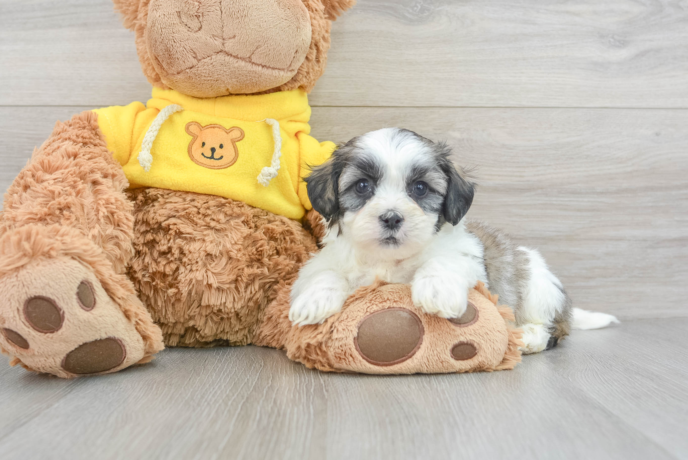 Smart Teddy Bear Designer Pup