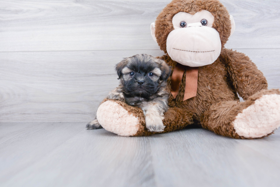 Petite Teddy Bear Designer Pup