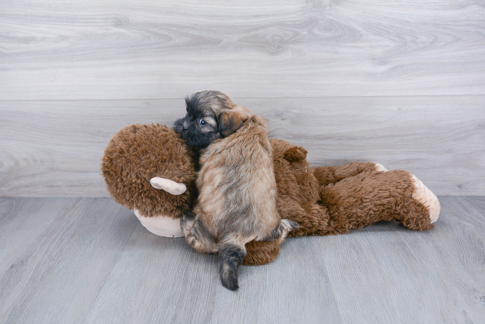 Sweet Teddy Bear Baby