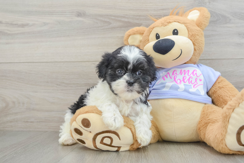 Teddy Bear Puppy for Adoption