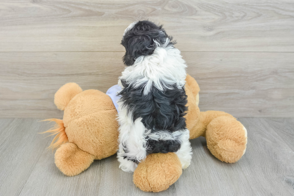 Hypoallergenic Shitzu Designer Puppy