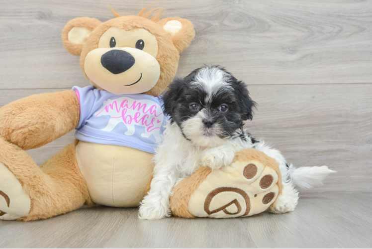 Best Teddy Bear Baby