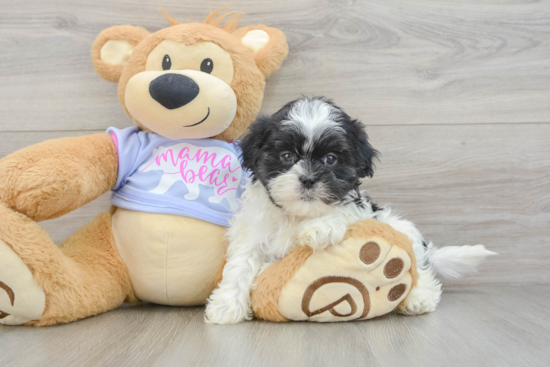 Best Teddy Bear Baby