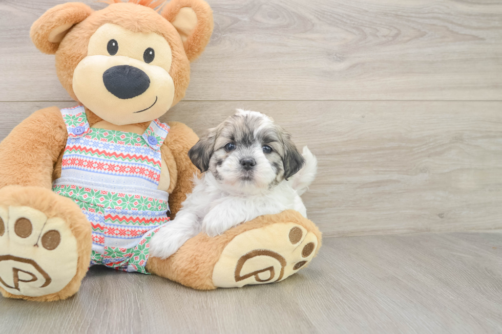 Smart Teddy Bear Designer Pup