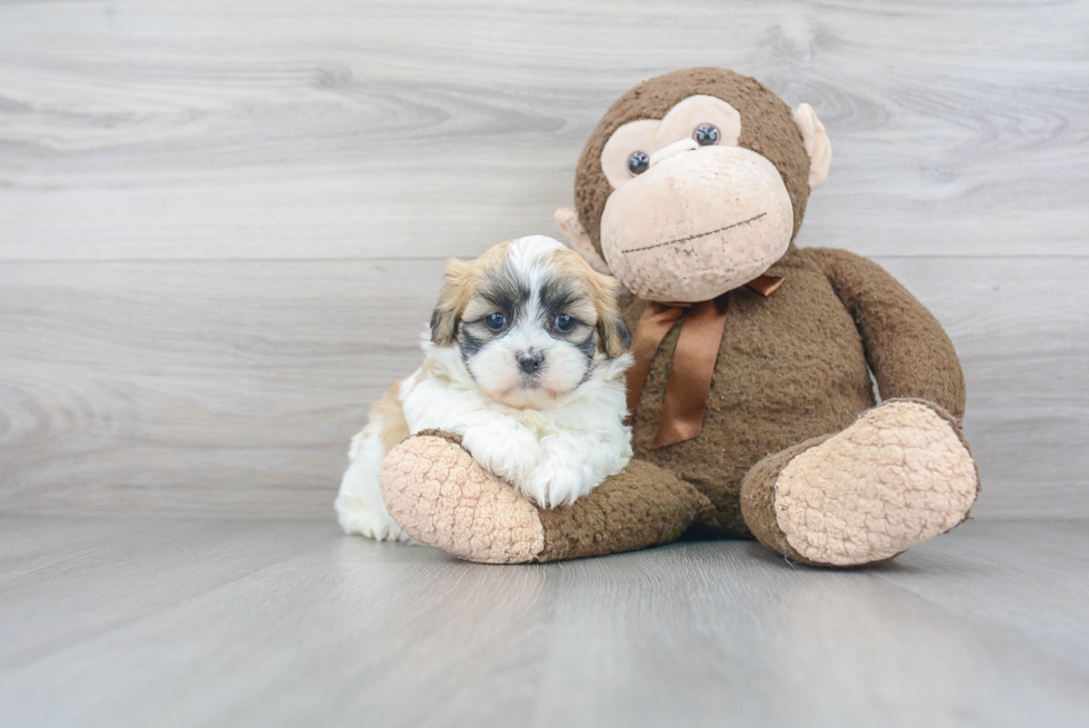 Sweet Teddy Bear Baby