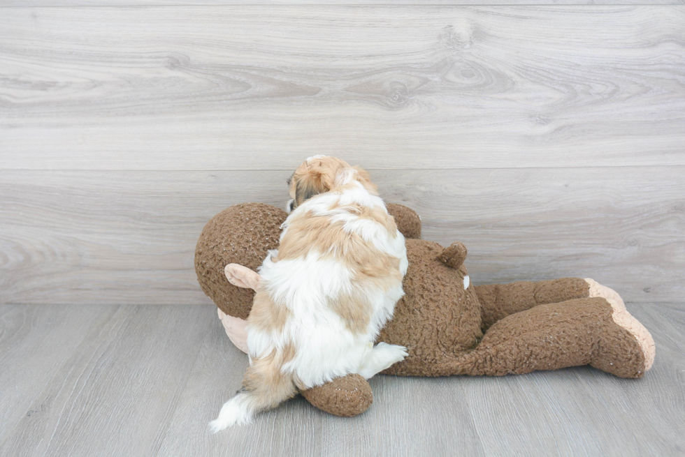 Smart Teddy Bear Designer Pup