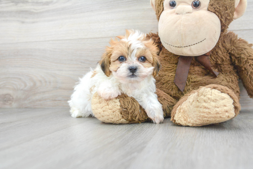 Teddy Bear Pup Being Cute