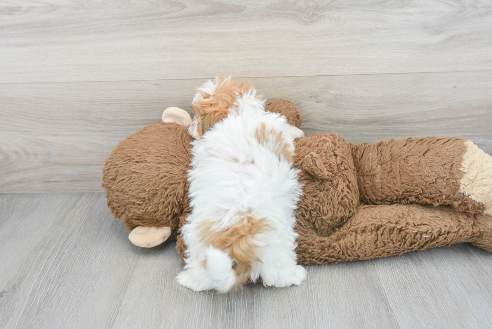 Teddy Bear Pup Being Cute