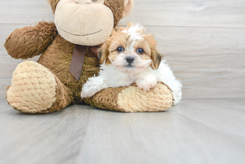 Best Teddy Bear Baby