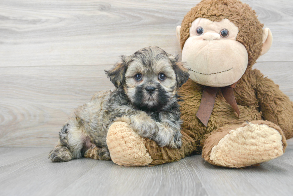 Friendly Teddy Bear Baby