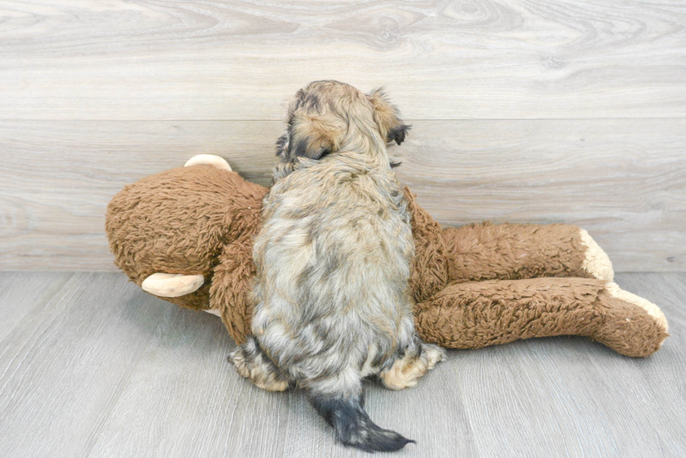 Teddy Bear Pup Being Cute