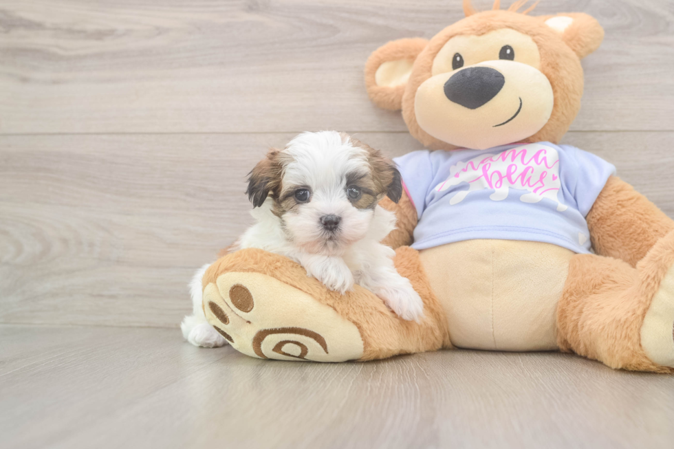 Funny Teddy Bear Designer Pup