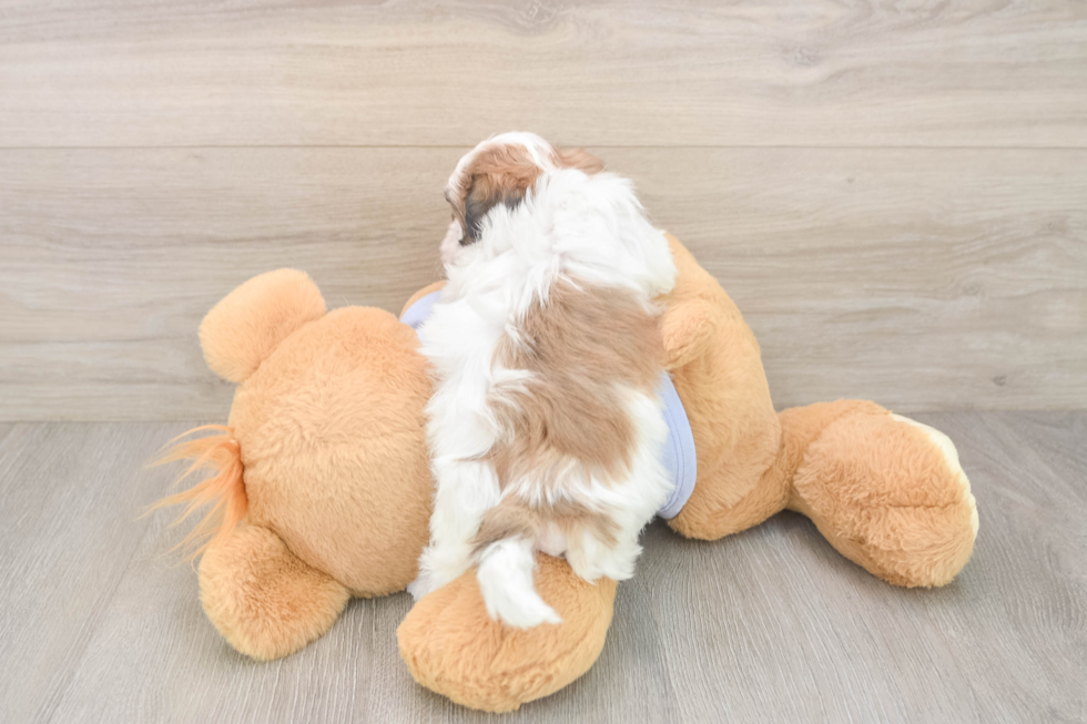 Teddy Bear Pup Being Cute