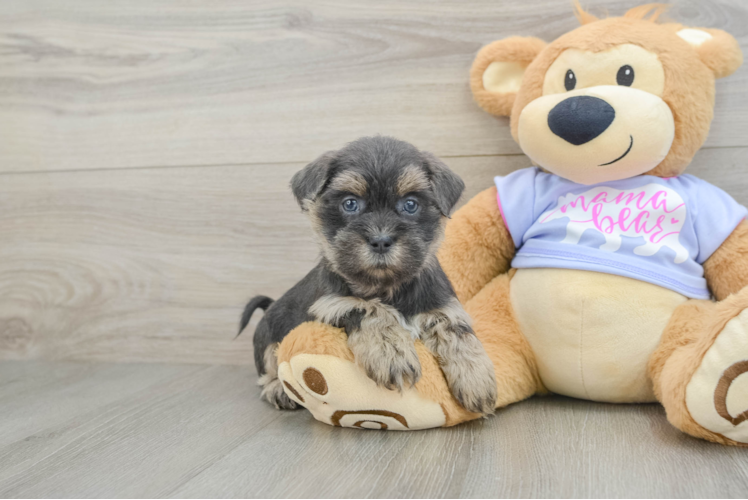 Smart Teddy Bear Designer Pup