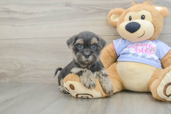 Smart Teddy Bear Designer Pup