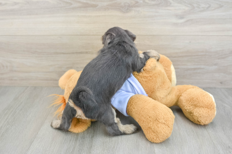 Happy Teddy Bear Baby