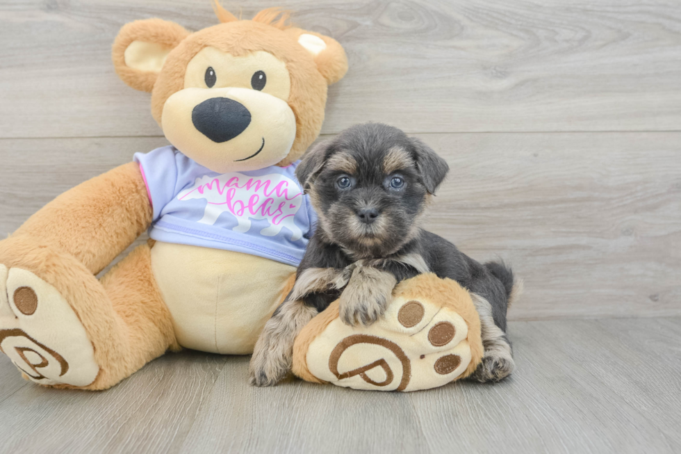 Teddy Bear Puppy for Adoption