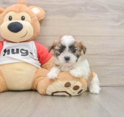 6 week old Teddy Bear Puppy For Sale - Premier Pups