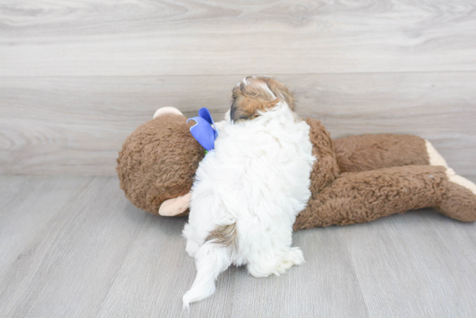 Cute Teddy Bear Baby