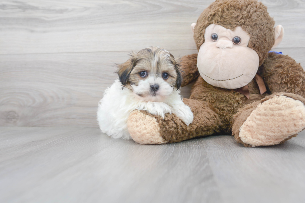 Teddy Bear Pup Being Cute