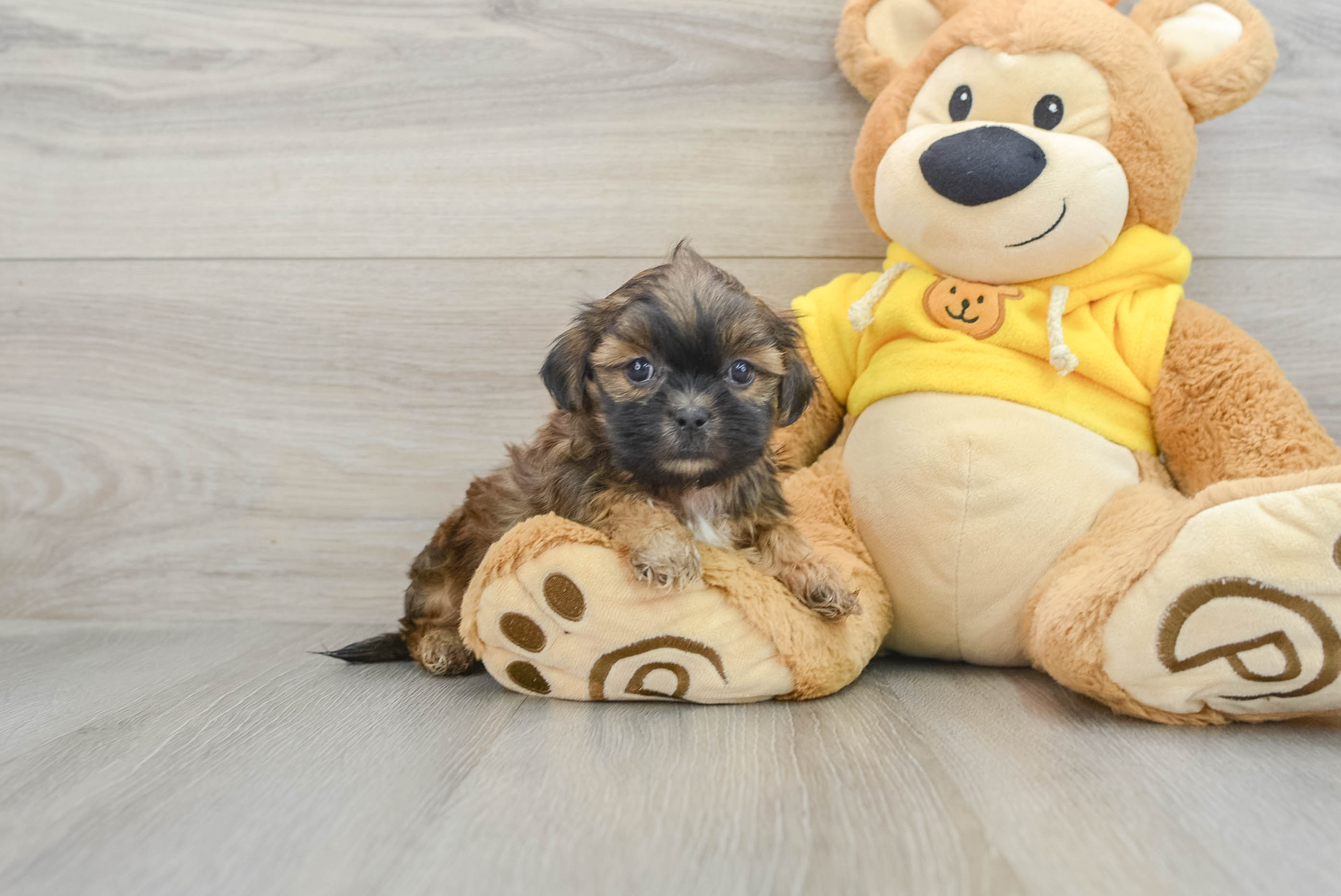 Hypoallergenic Shit Designer Puppy