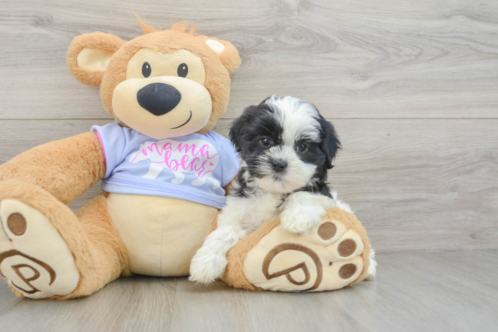 Teddy Bear Puppy for Adoption