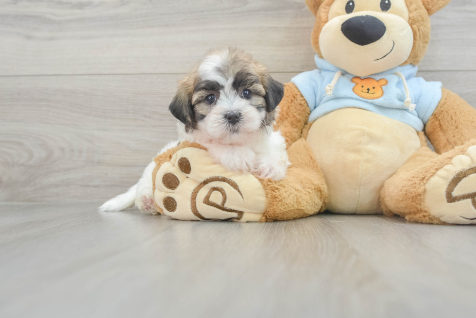 Energetic Shit Designer Puppy