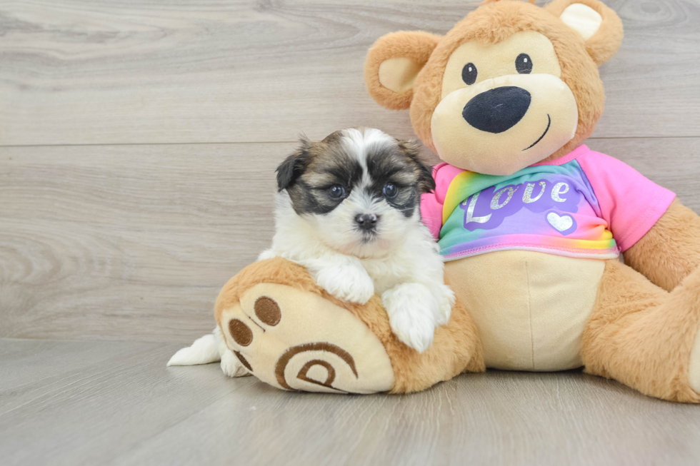 Cute Teddy Bear Baby