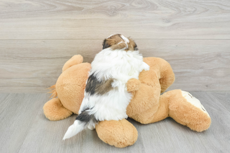 Best Teddy Bear Baby