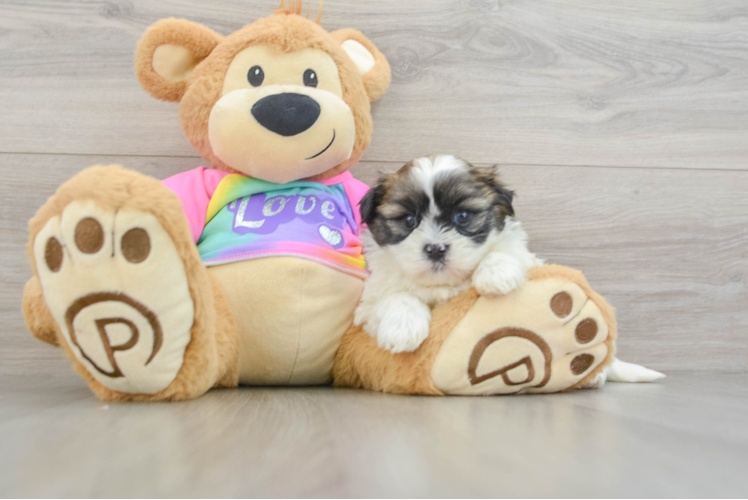 Adorable Shichon Designer Puppy