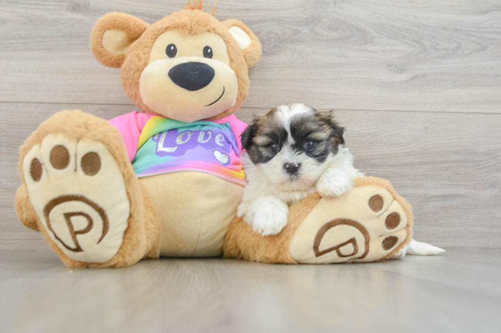 Adorable Shichon Designer Puppy