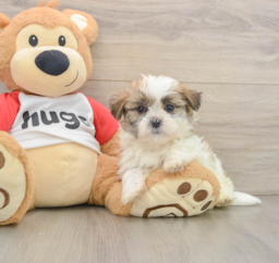 6 week old Teddy Bear Puppy For Sale - Premier Pups