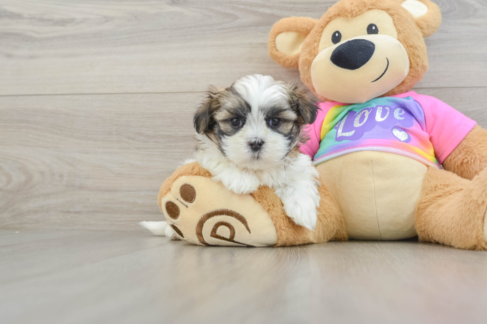 Adorable Shitzu Designer Puppy