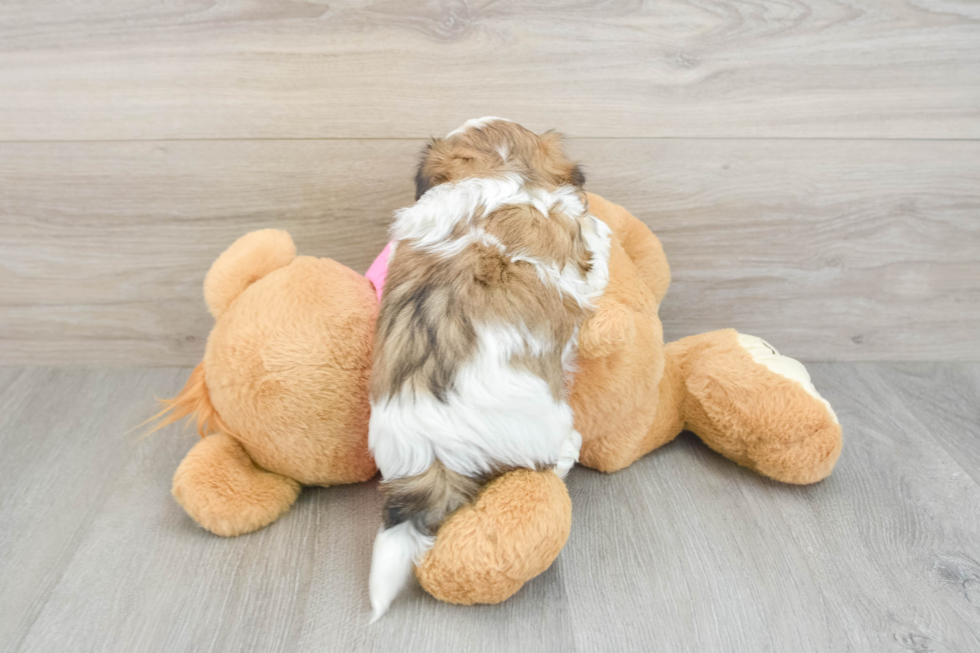 Best Teddy Bear Baby