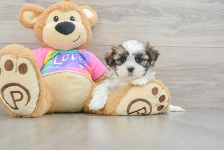 Small Teddy Bear Baby