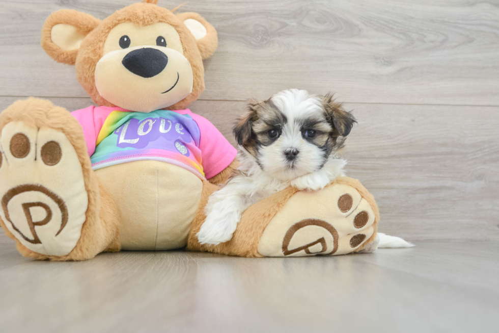 Small Teddy Bear Baby