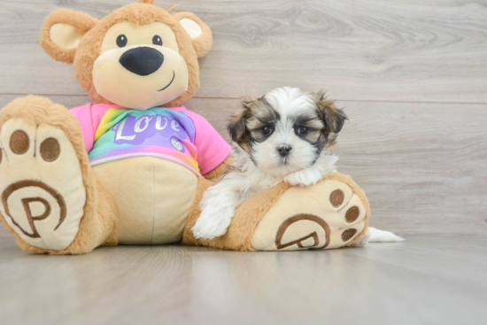 Small Teddy Bear Baby