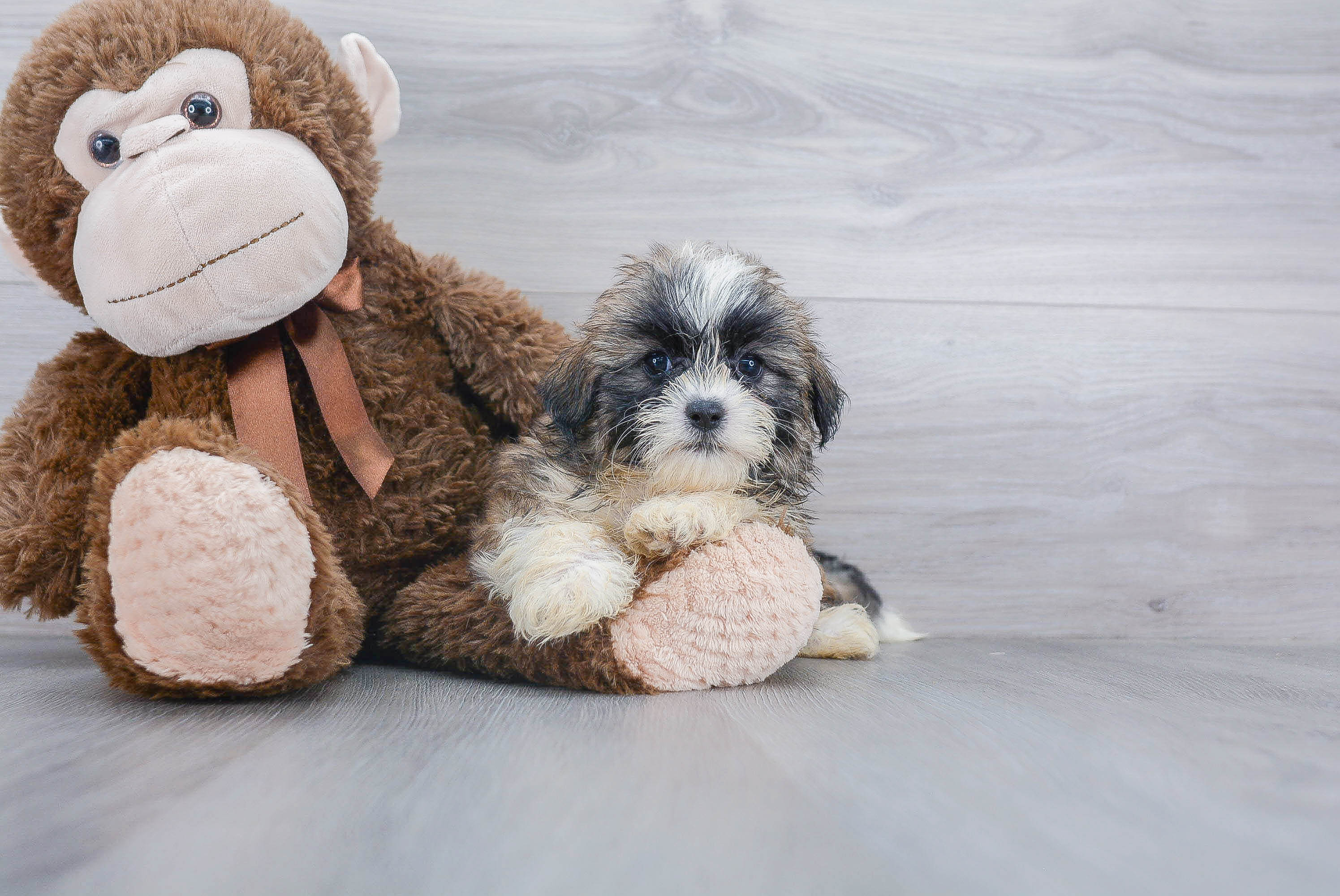 Best Teddy Bear Baby