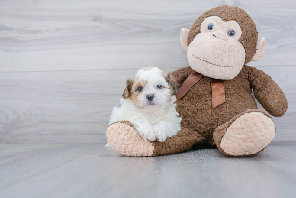 Playful Shichon Designer Puppy