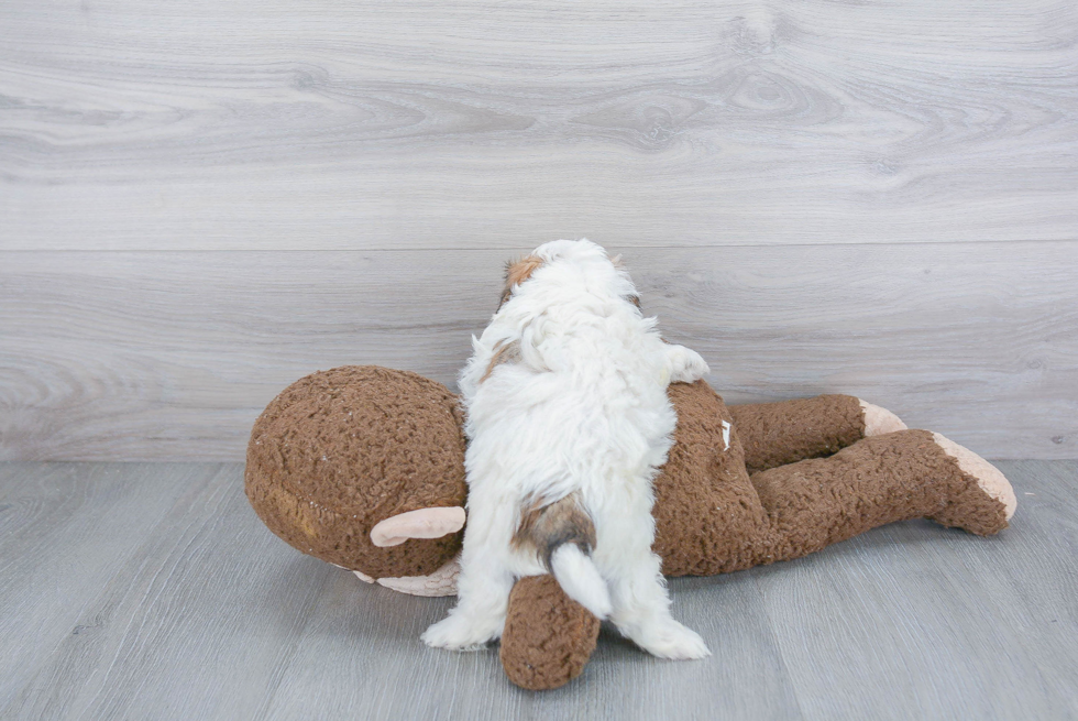 Sweet Teddy Bear Baby