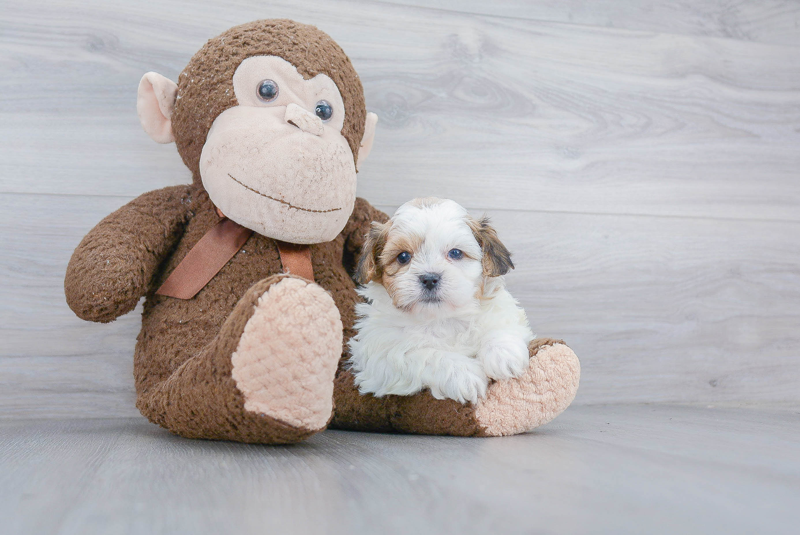 Teddy Bear Pup Being Cute