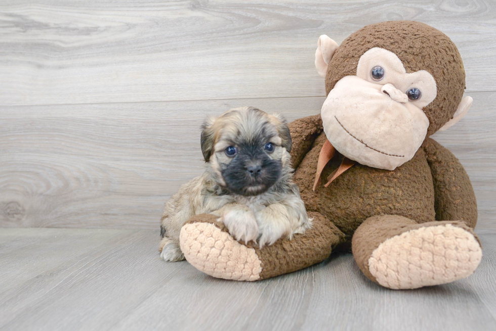 Teddy Bear Puppy for Adoption