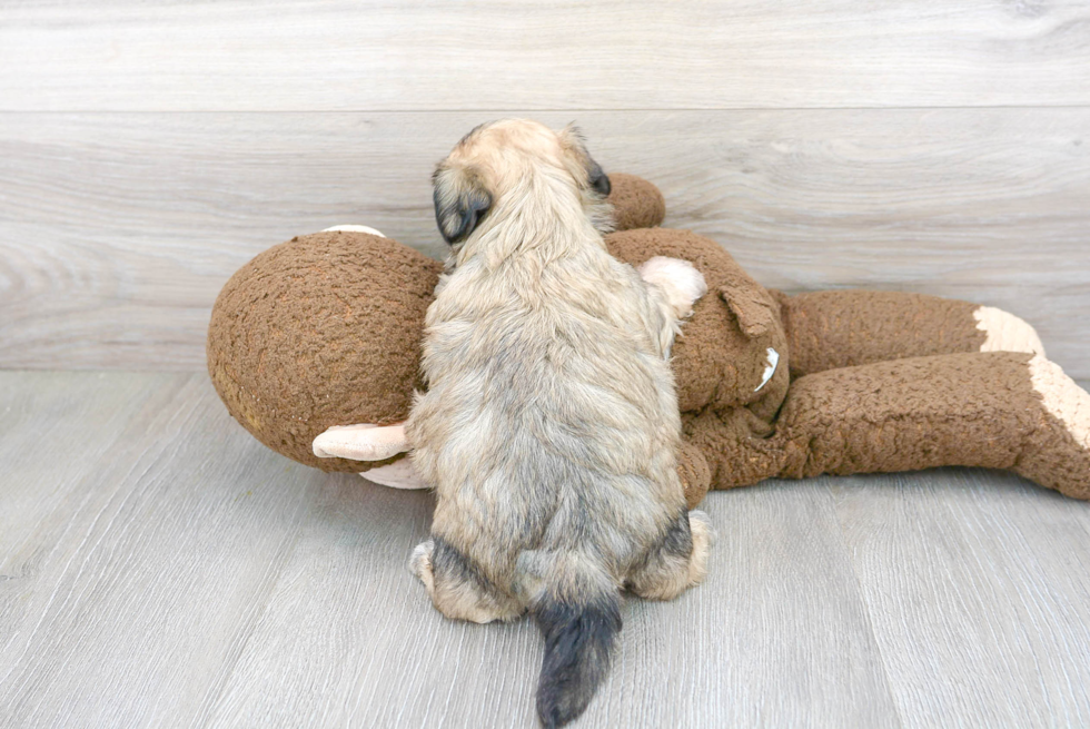 Funny Teddy Bear Designer Pup