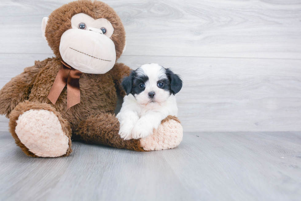 Best Teddy Bear Baby