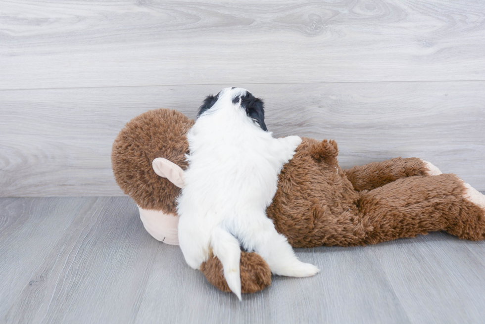 Teddy Bear Puppy for Adoption