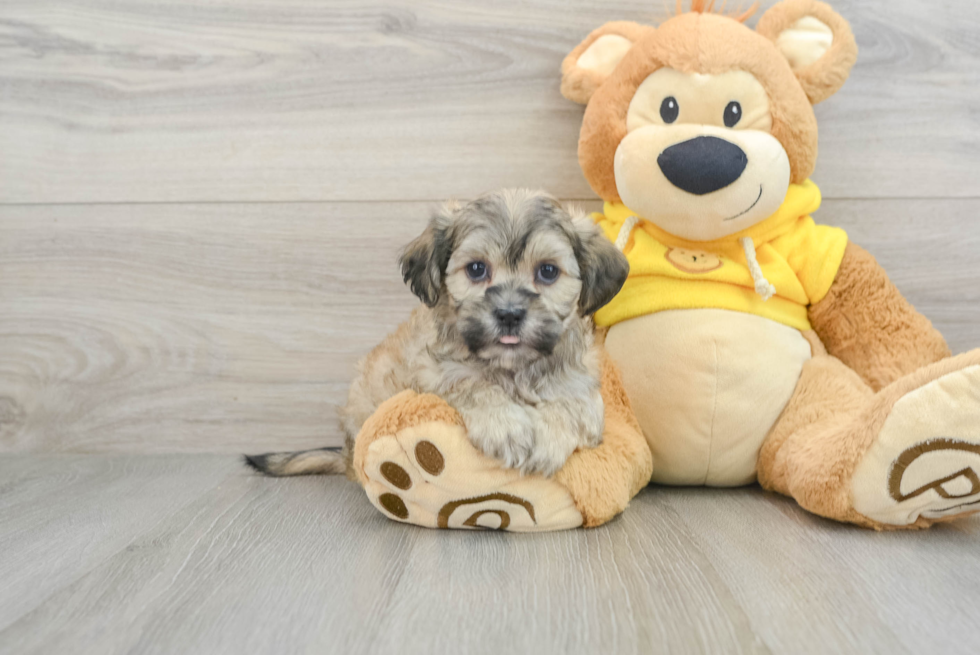 Teddy Bear Puppy for Adoption