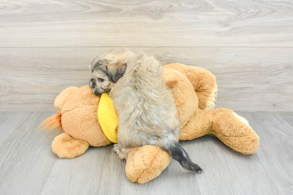 Fluffy Teddy Bear Designer Pup