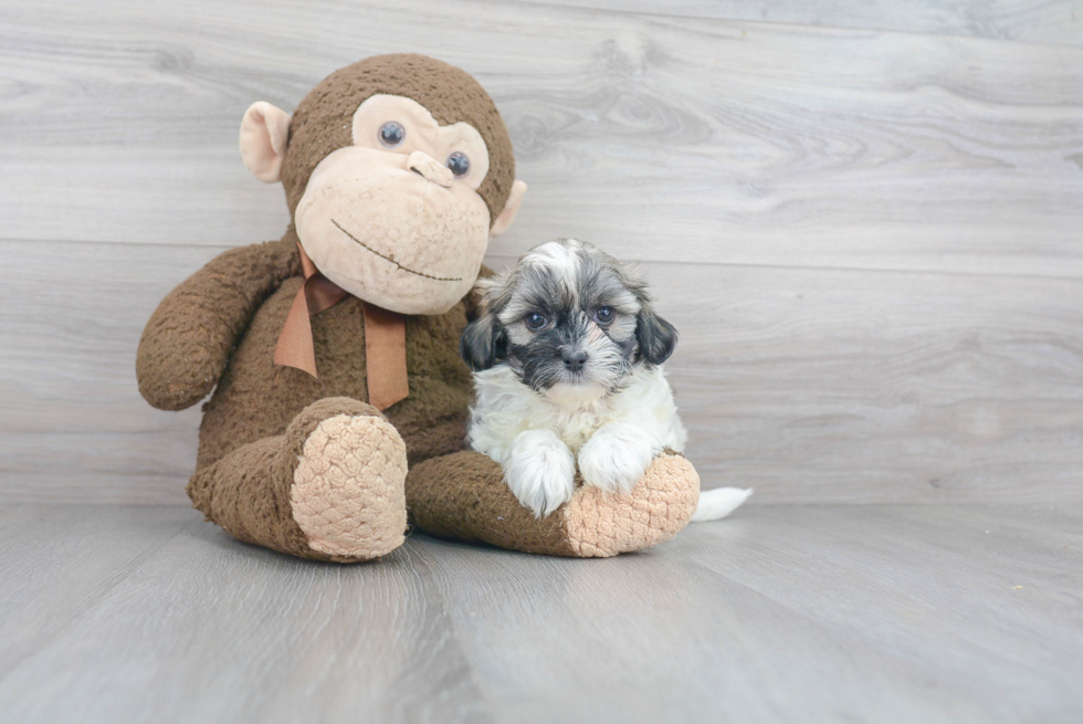 Adorable Shitzu Designer Puppy