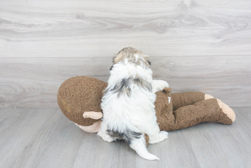 Best Teddy Bear Baby